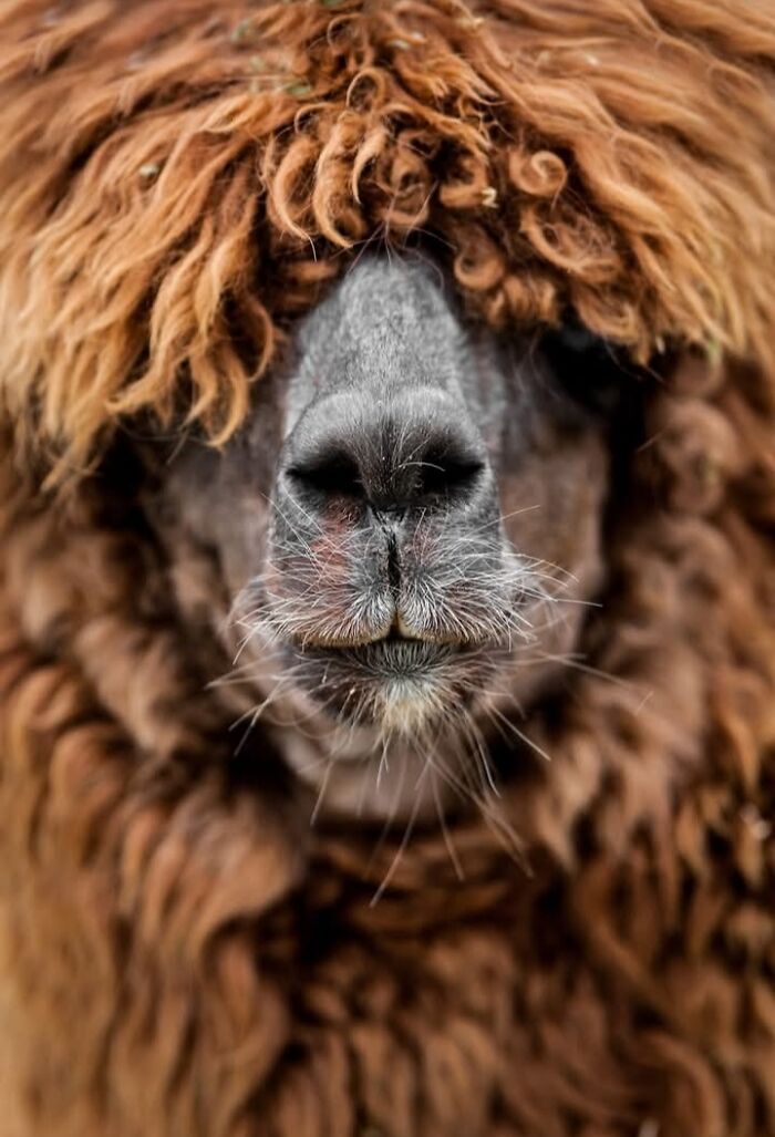 Who Needs Fancy Gear? Wild Animal Snaps That Totally Rock!