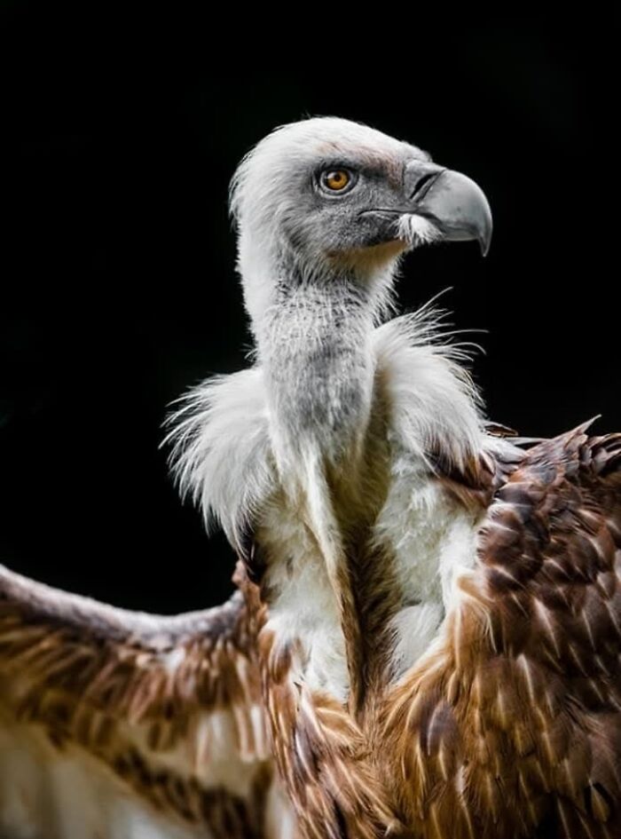 Who Needs Fancy Gear? Wild Animal Snaps That Totally Rock!