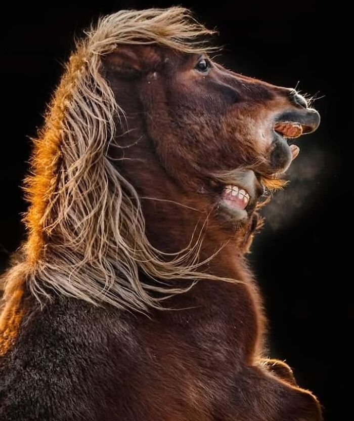 Who Needs Fancy Gear? Wild Animal Snaps That Totally Rock!