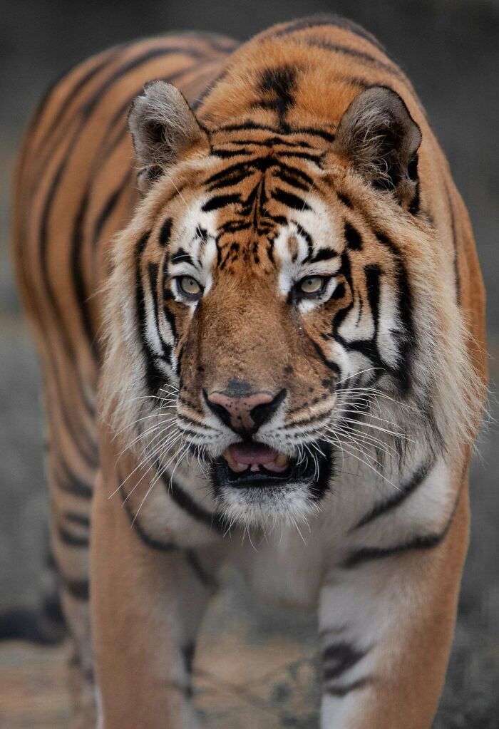 Who Needs Fancy Gear? Wild Animal Snaps That Totally Rock!