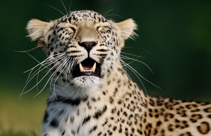 Who Needs Fancy Gear? Wild Animal Snaps That Totally Rock!