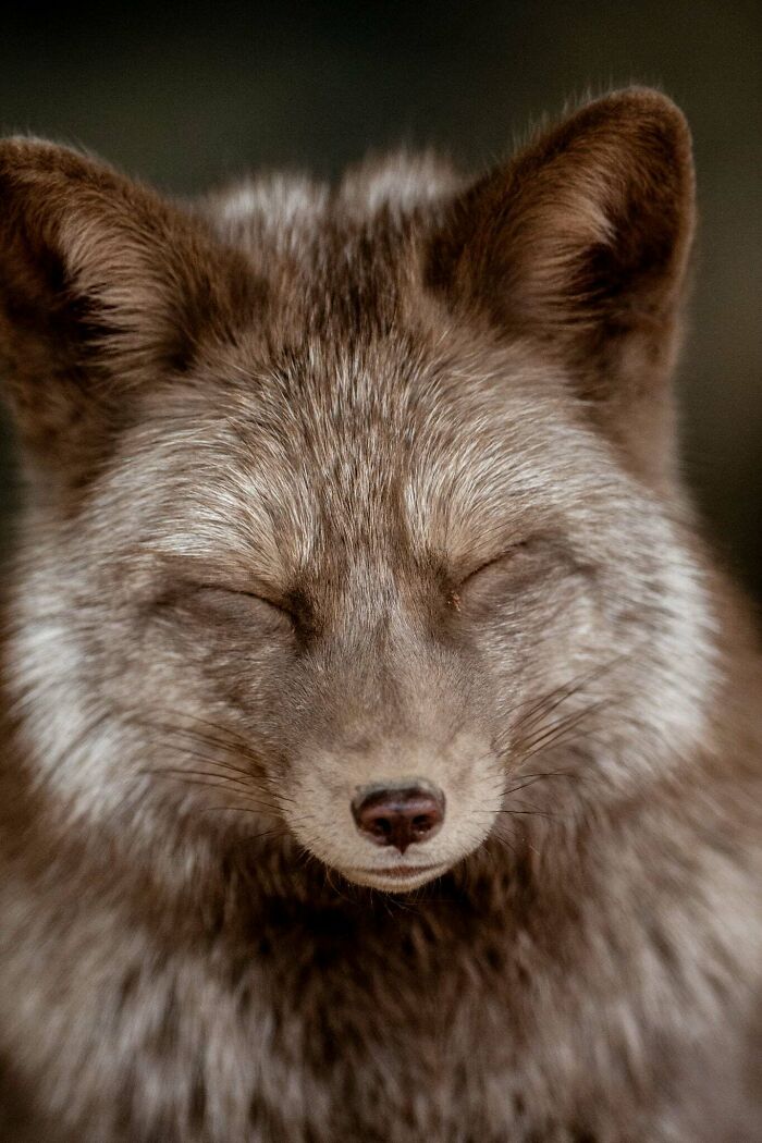 Who Needs Fancy Gear? Wild Animal Snaps That Totally Rock!