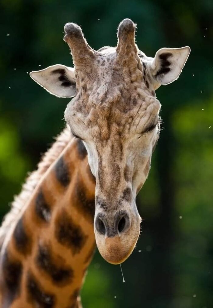 Who Needs Fancy Gear? Wild Animal Snaps That Totally Rock!