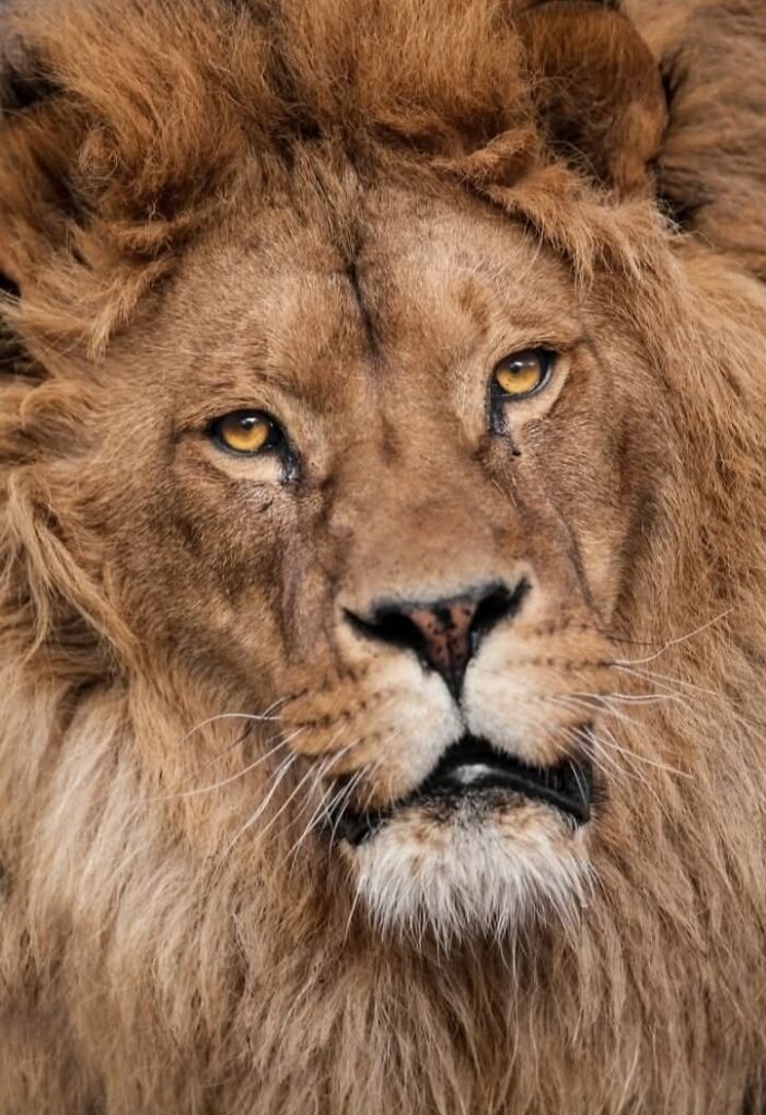 Who Needs Fancy Gear? Wild Animal Snaps That Totally Rock!