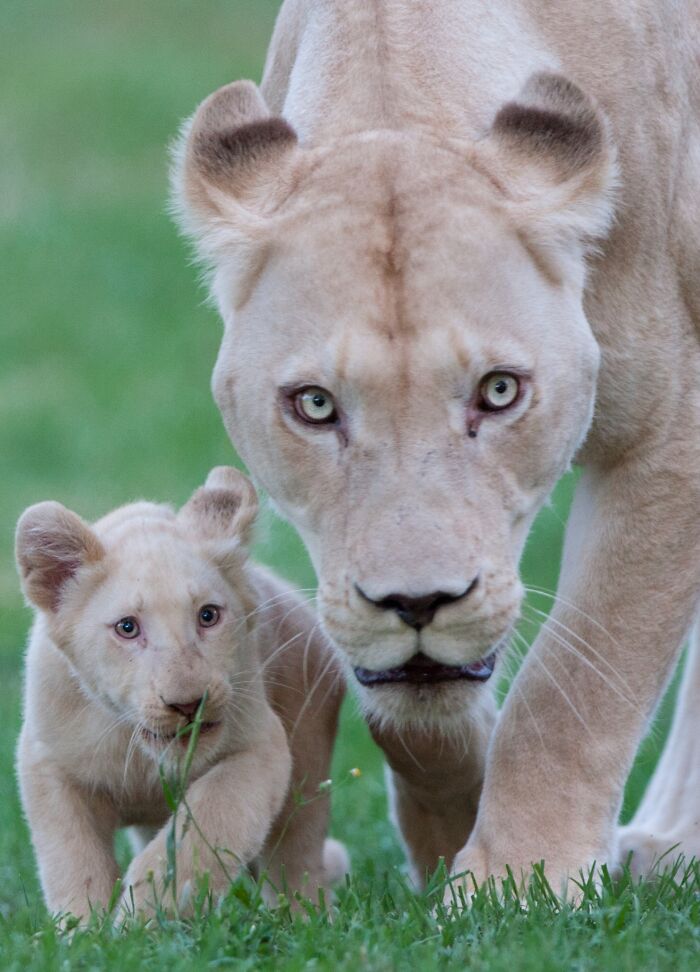 Who Needs Fancy Gear? Wild Animal Snaps That Totally Rock!