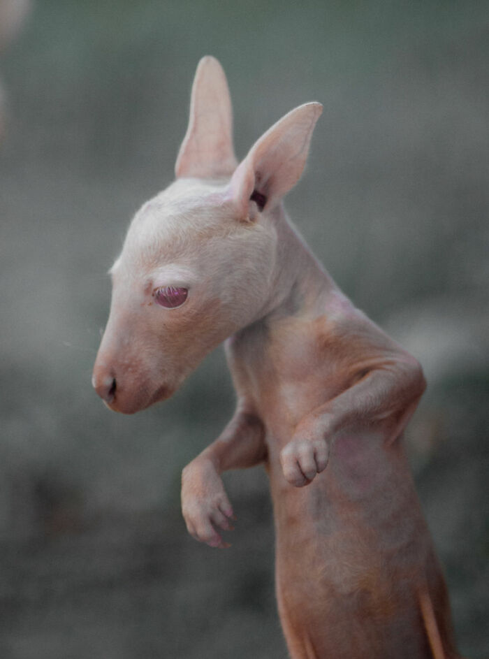 Who Needs Fancy Gear? Wild Animal Snaps That Totally Rock!