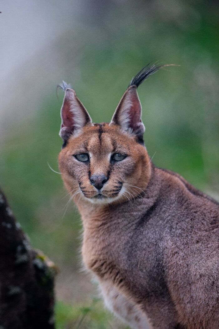 Who Needs Fancy Gear? Wild Animal Snaps That Totally Rock!