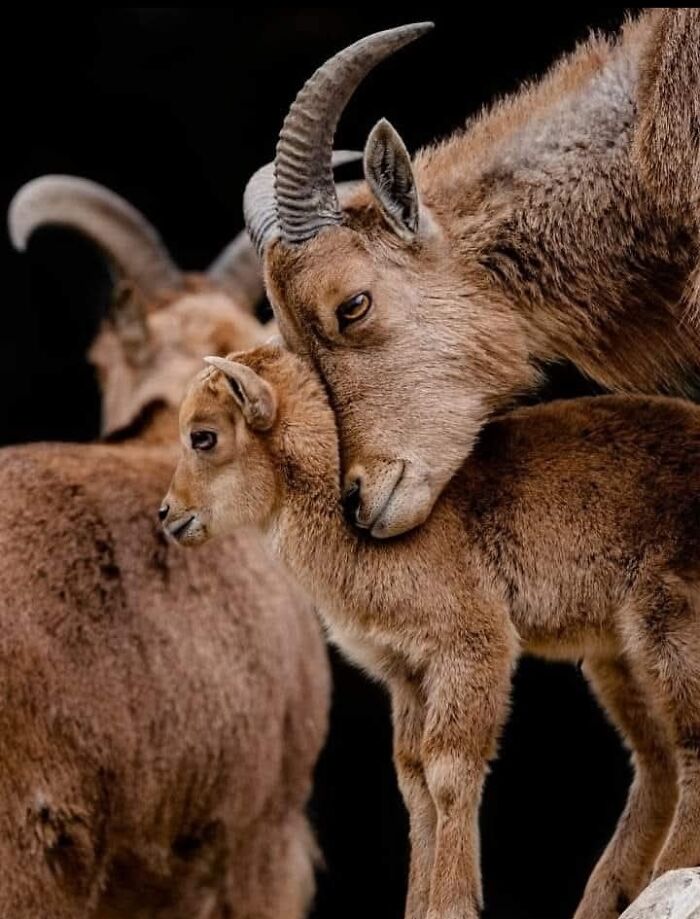 Who Needs Fancy Gear? Wild Animal Snaps That Totally Rock!