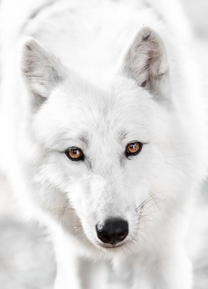 Who Needs Fancy Gear? Wild Animal Snaps That Totally Rock!