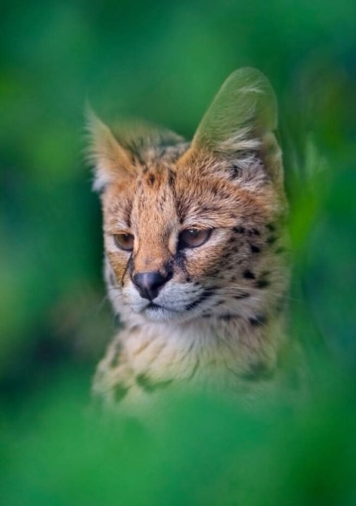 Who Needs Fancy Gear? Wild Animal Snaps That Totally Rock!