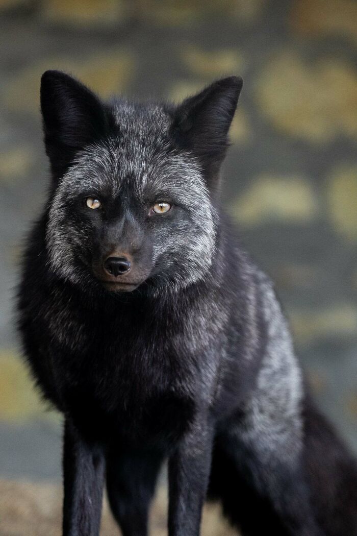 Who Needs Fancy Gear? Wild Animal Snaps That Totally Rock!