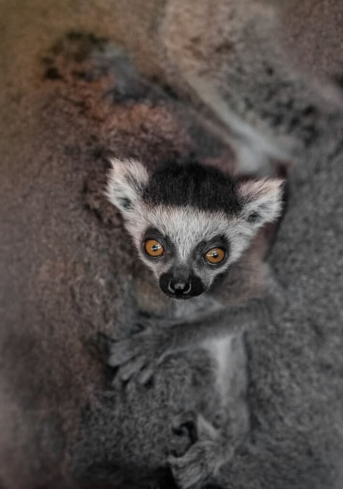 Who Needs Fancy Gear? Wild Animal Snaps That Totally Rock!