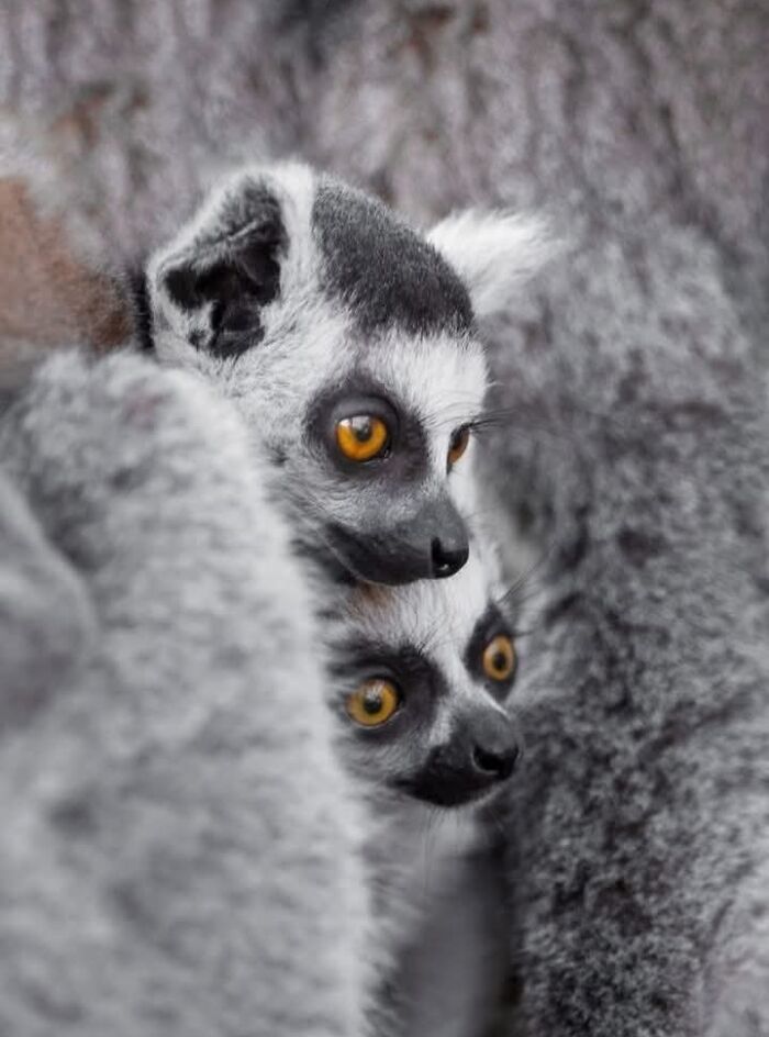 Who Needs Fancy Gear? Wild Animal Snaps That Totally Rock!