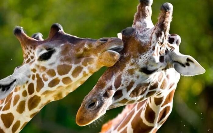 Who Needs Fancy Gear? Wild Animal Snaps That Totally Rock!