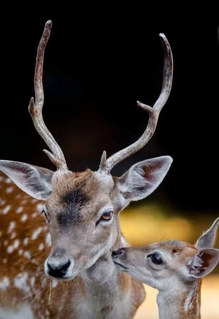 Who Needs Fancy Gear? Wild Animal Snaps That Totally Rock!