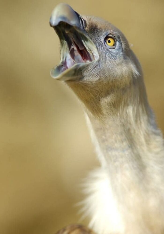 Who Needs Fancy Gear? Wild Animal Snaps That Totally Rock!