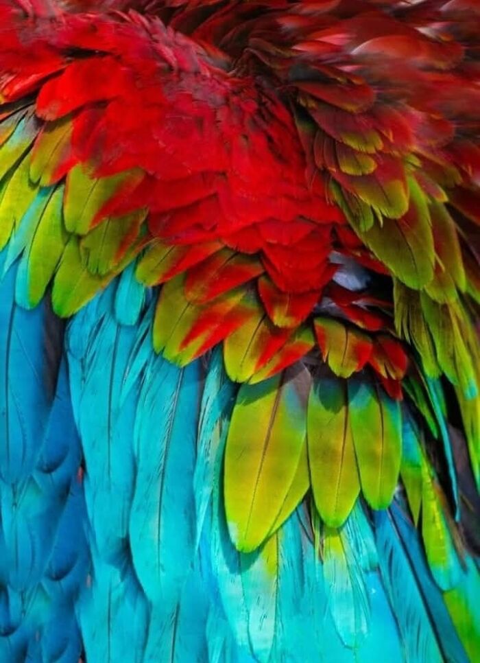 Who Needs Fancy Gear? Wild Animal Snaps That Totally Rock!