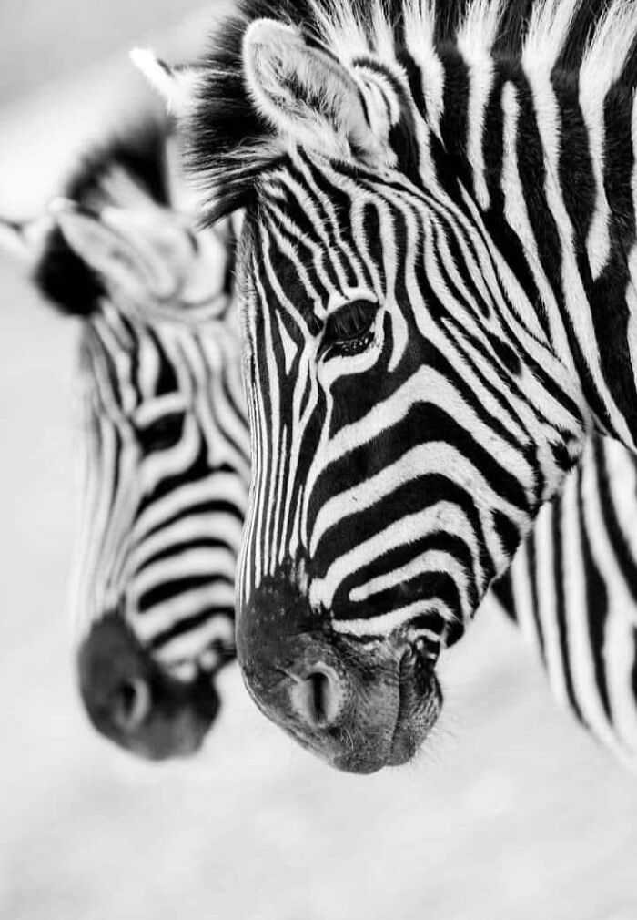 Who Needs Fancy Gear? Wild Animal Snaps That Totally Rock!