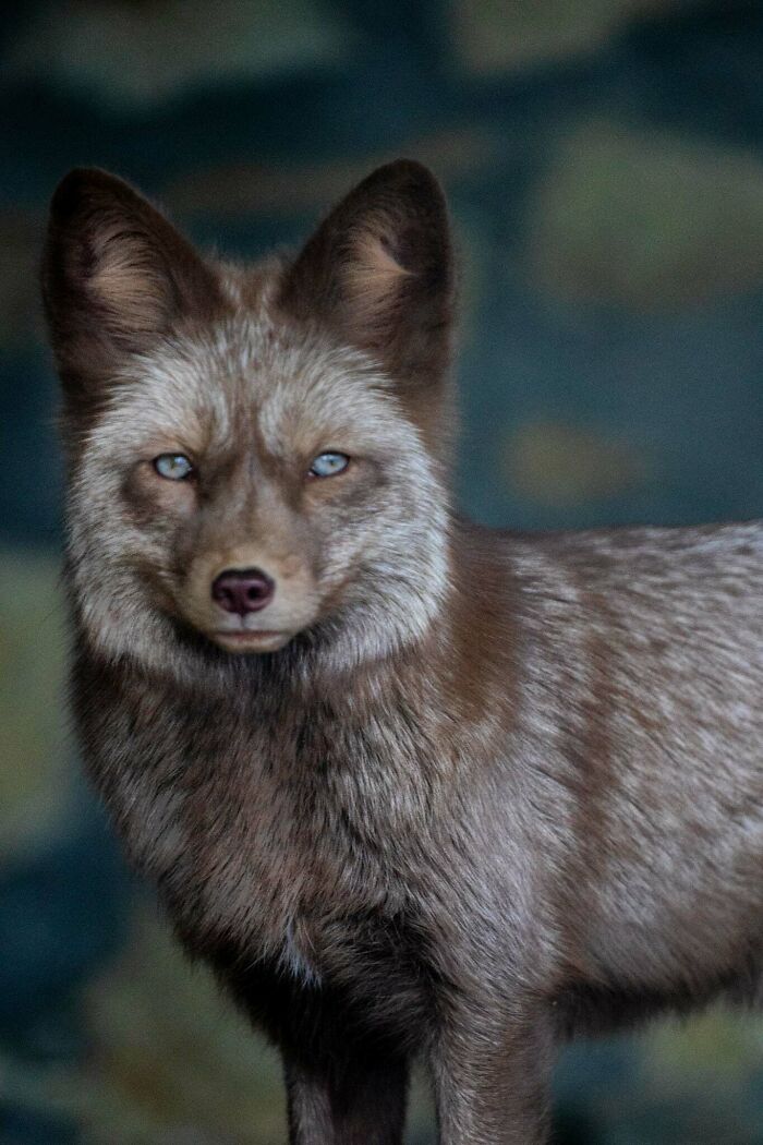 Who Needs Fancy Gear? Wild Animal Snaps That Totally Rock!