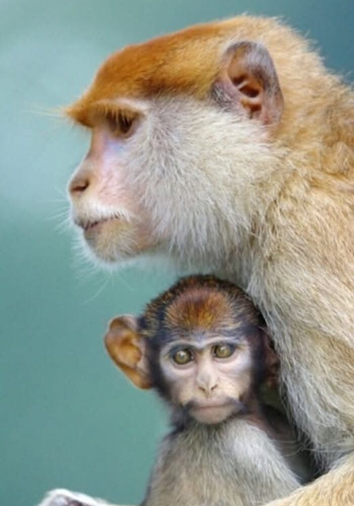 Who Needs Fancy Gear? Wild Animal Snaps That Totally Rock!