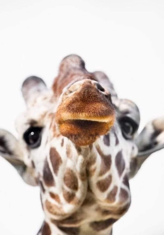 Who Needs Fancy Gear? Wild Animal Snaps That Totally Rock!