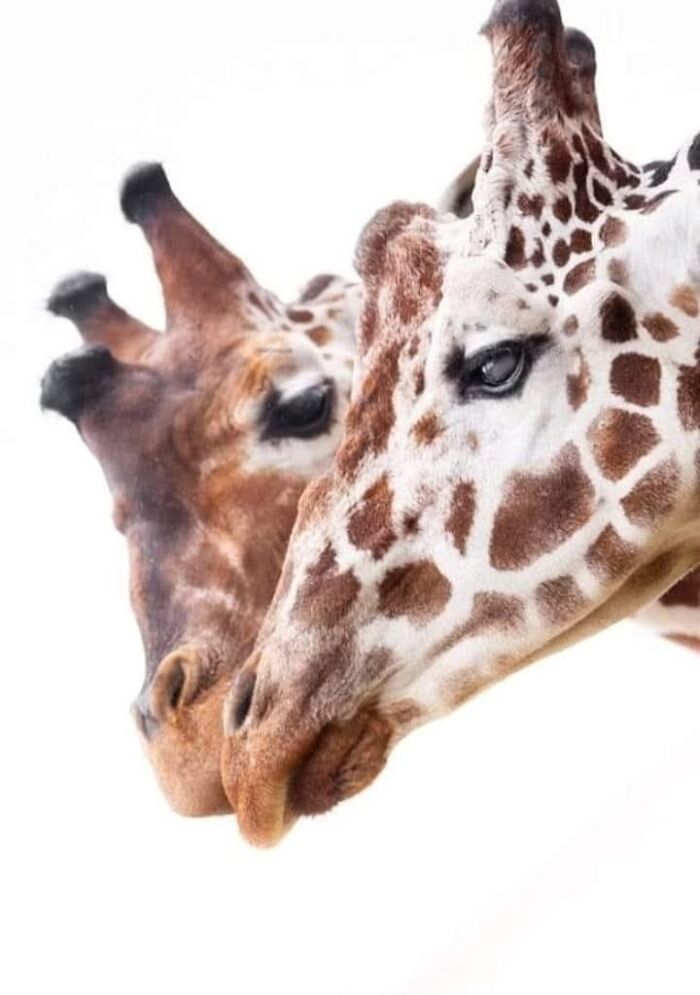 Who Needs Fancy Gear? Wild Animal Snaps That Totally Rock!