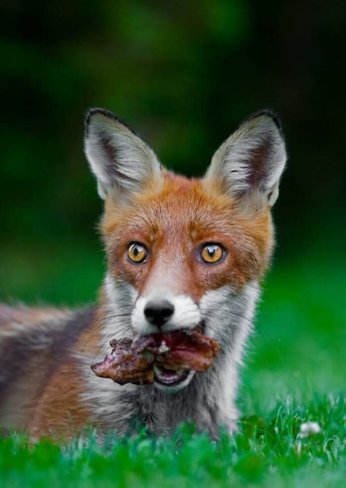 Who Needs Fancy Gear? Wild Animal Snaps That Totally Rock!