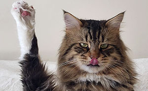 Got Questions? These Cats Totally Do (And They’re Hilarious)