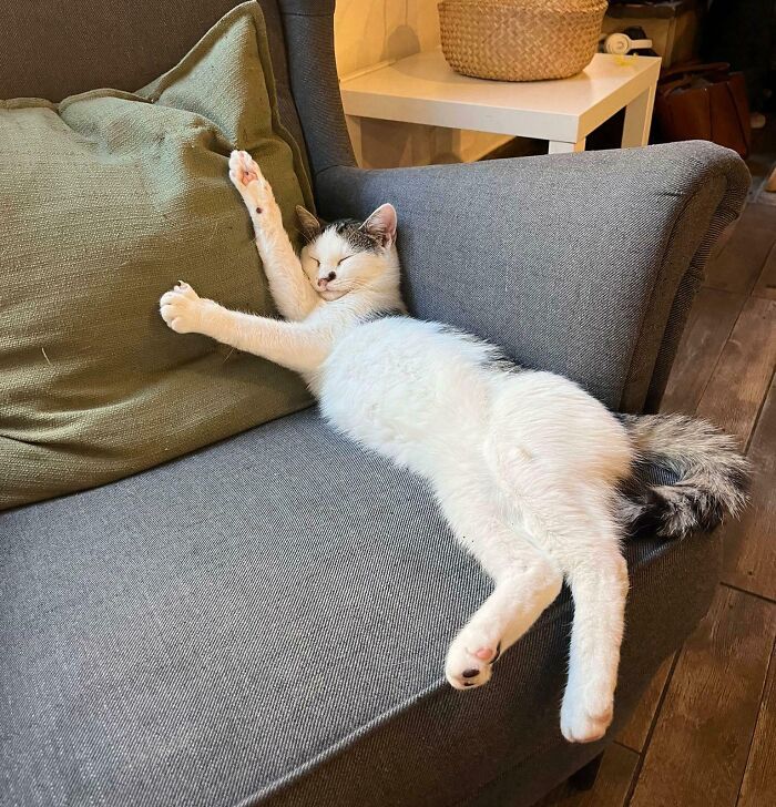 Spotted By My Girlfriend At A Cat Cafe