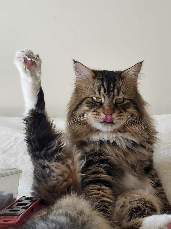 Peter Forgets His Hind Legs Exist