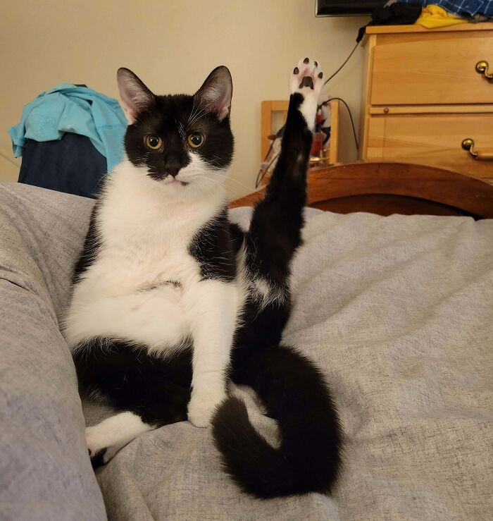 Tux Hopes Someone Answers ASAP—Toe Beans Are Raised!