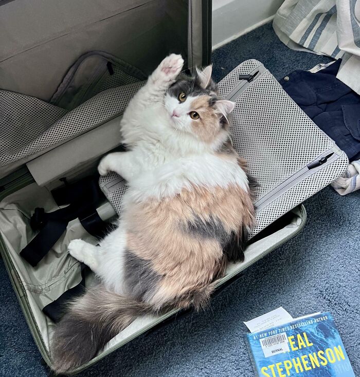 Kitty’s Big Question: Where Are We Going?