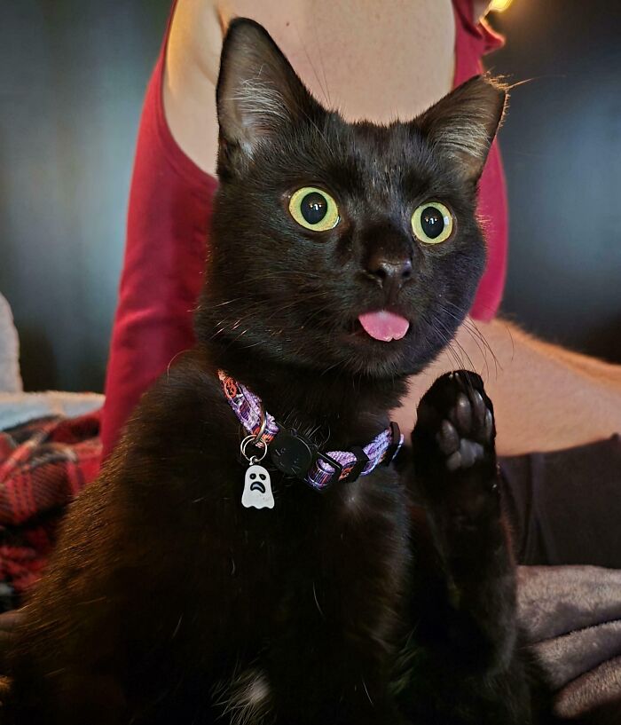 He’s Rocking An Aggressive Blep And A Serious Question