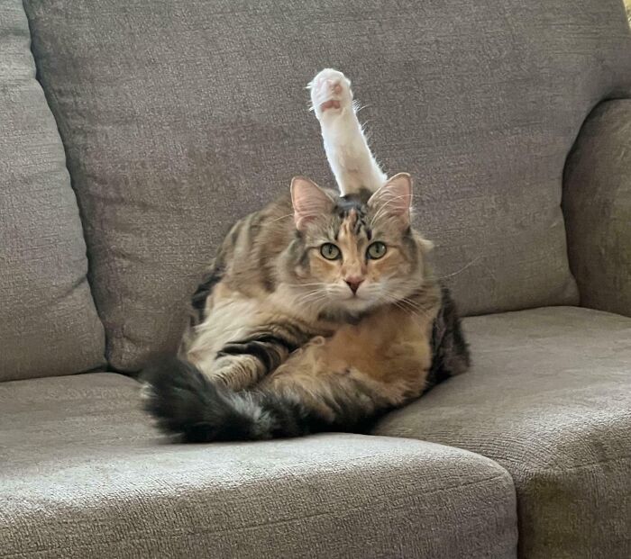 Meet Toad, The Questioning Cat