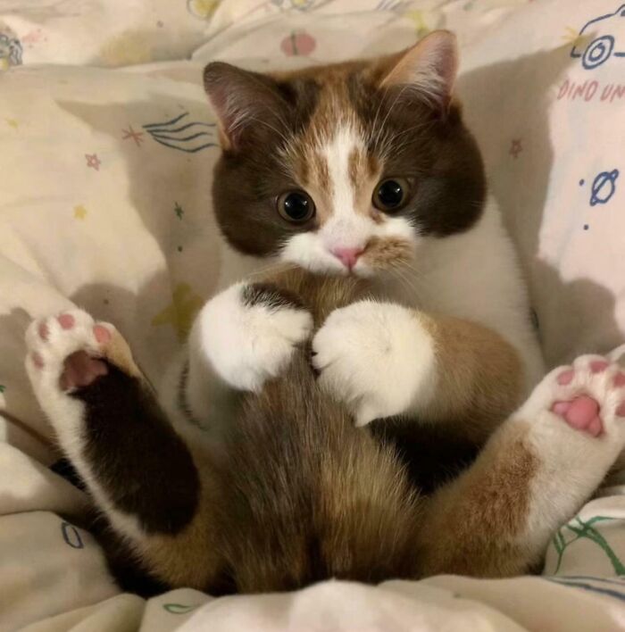 This Cutie Has Two Questions!