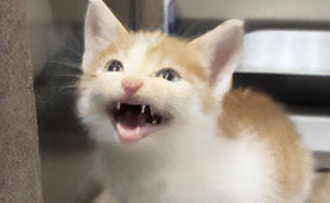 The Funniest Pet Names That’ll Totally Make Your Day