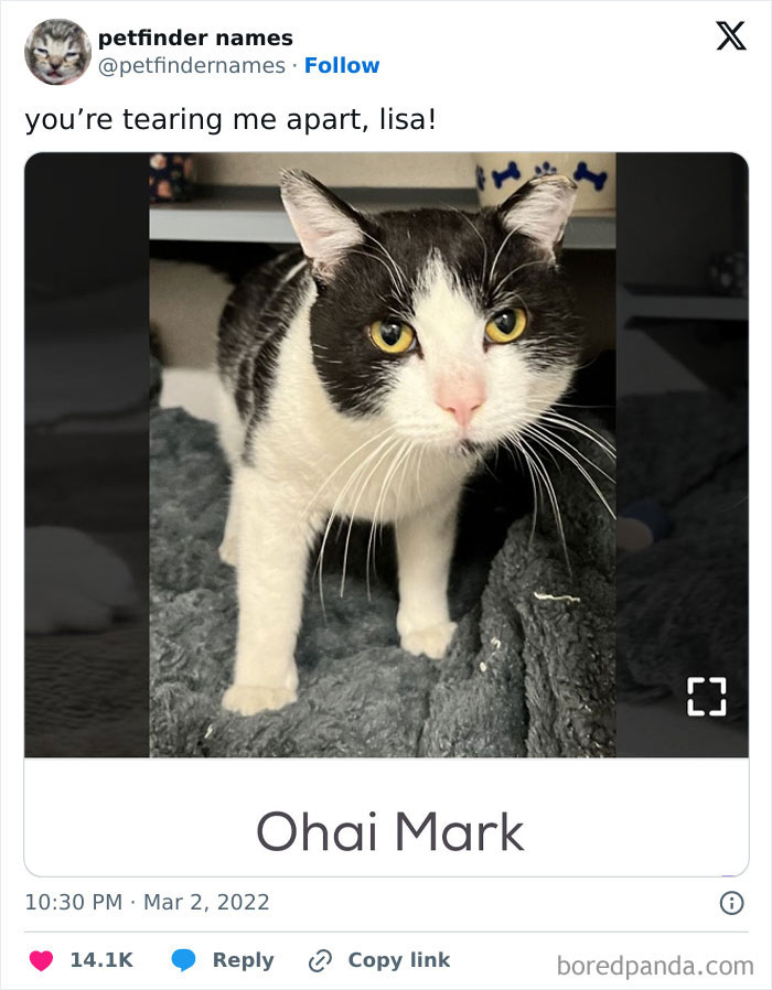 The Funniest Pet Names That’ll Totally Make Your Day