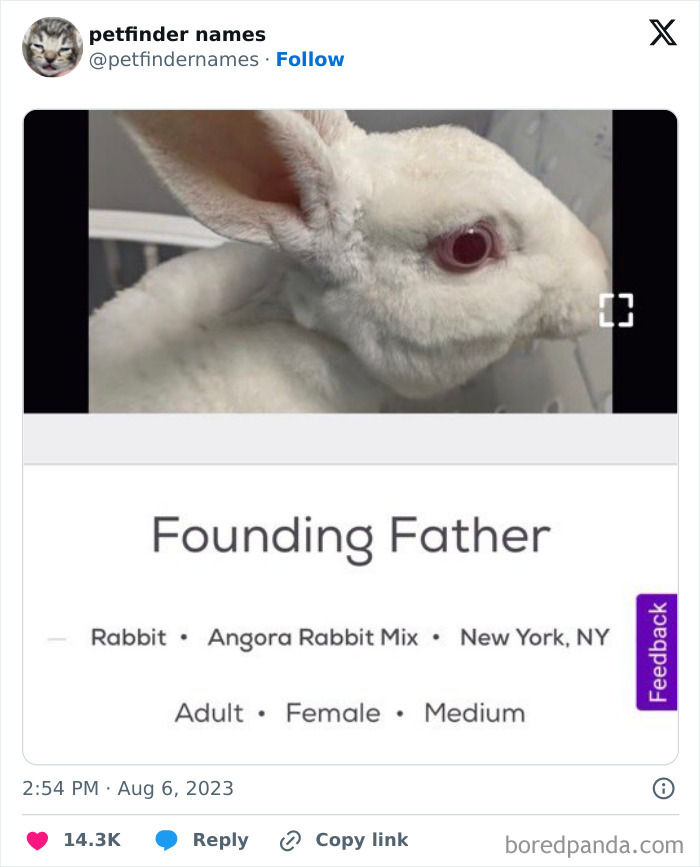 The Funniest Pet Names That’ll Totally Make Your Day