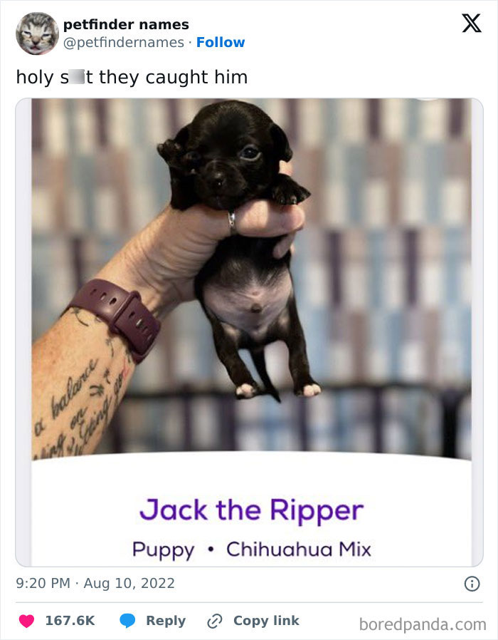 The Funniest Pet Names That’ll Totally Make Your Day