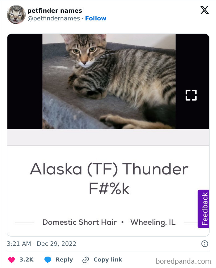 The Funniest Pet Names That’ll Totally Make Your Day