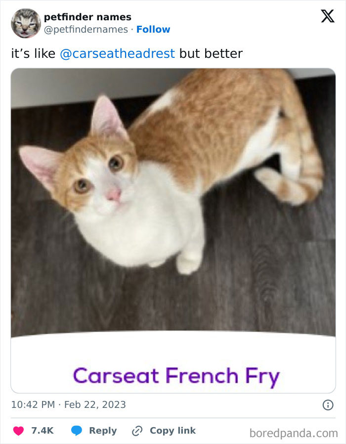 The Funniest Pet Names That’ll Totally Make Your Day