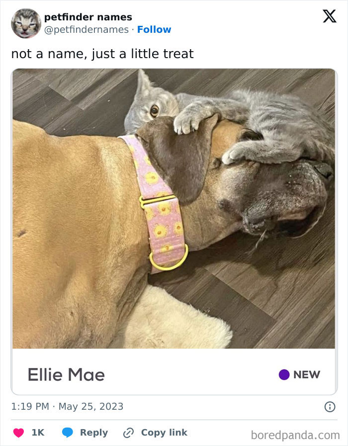 The Funniest Pet Names That’ll Totally Make Your Day