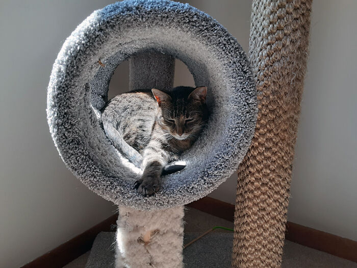 Sunshine and Sweetness: Gracie