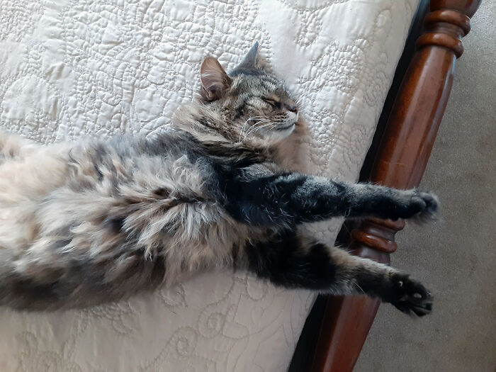 Emmett: The Ultimate Nap Champ