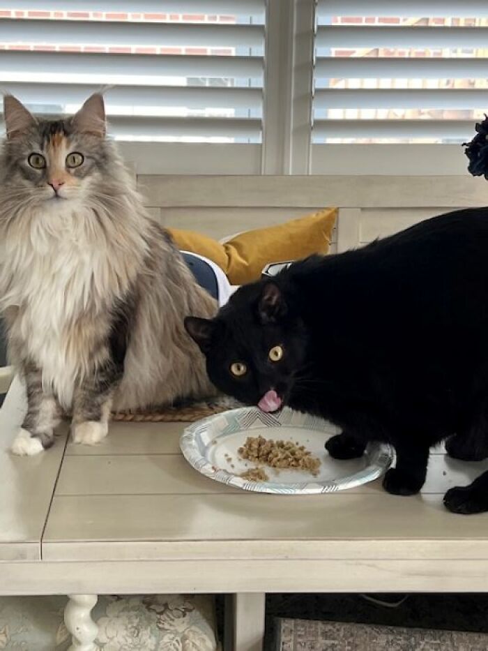 Dynamic Duo: Clarice & Penny