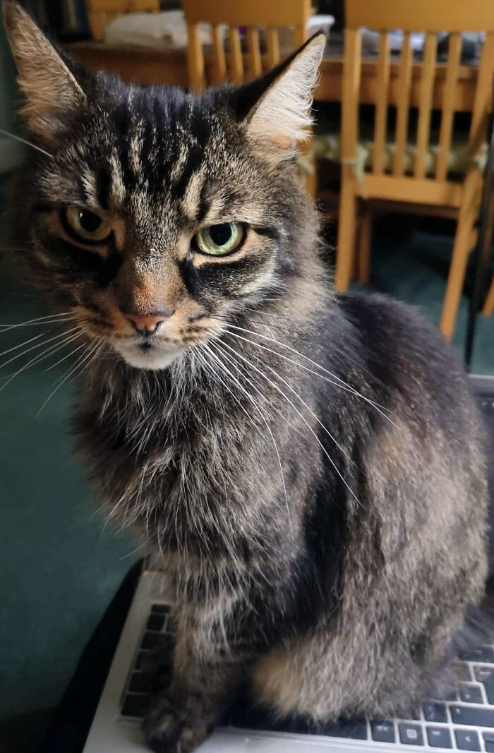 Pangur Bán: The Laptop Bandit