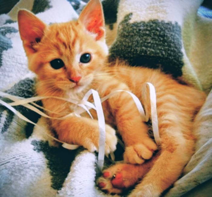 Godzilla: From Barn to Big Cat