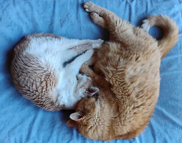 Godzilla and Queen Tenzing: The Royal Pair