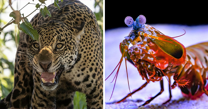 15 Apex Predators That Totally Rock the Wild