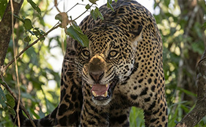 15 Apex Predators That Totally Rock the Wild